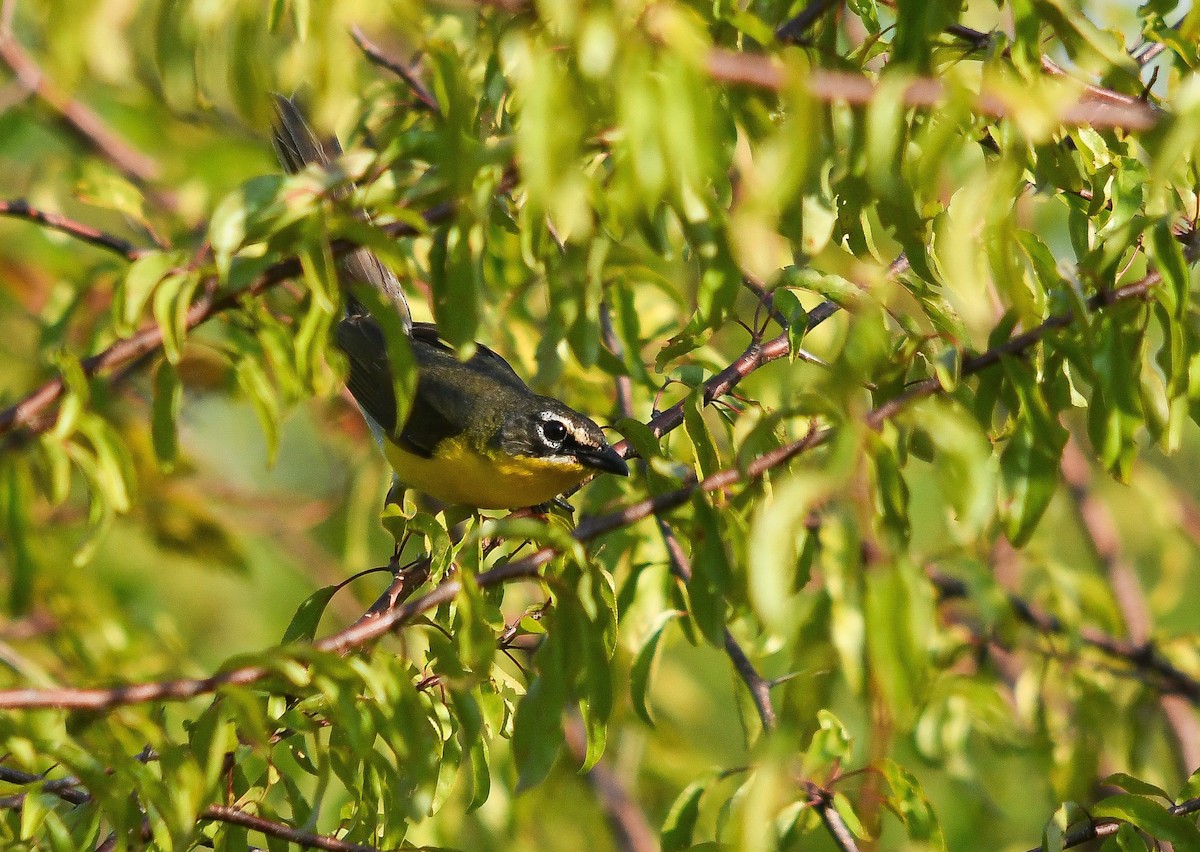 Yellow-breasted Chat - ML588177241