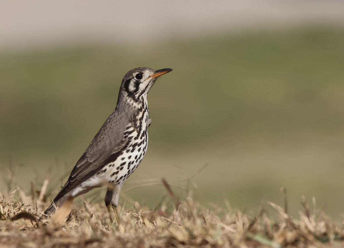 Groundscraper Thrush - ML588178171