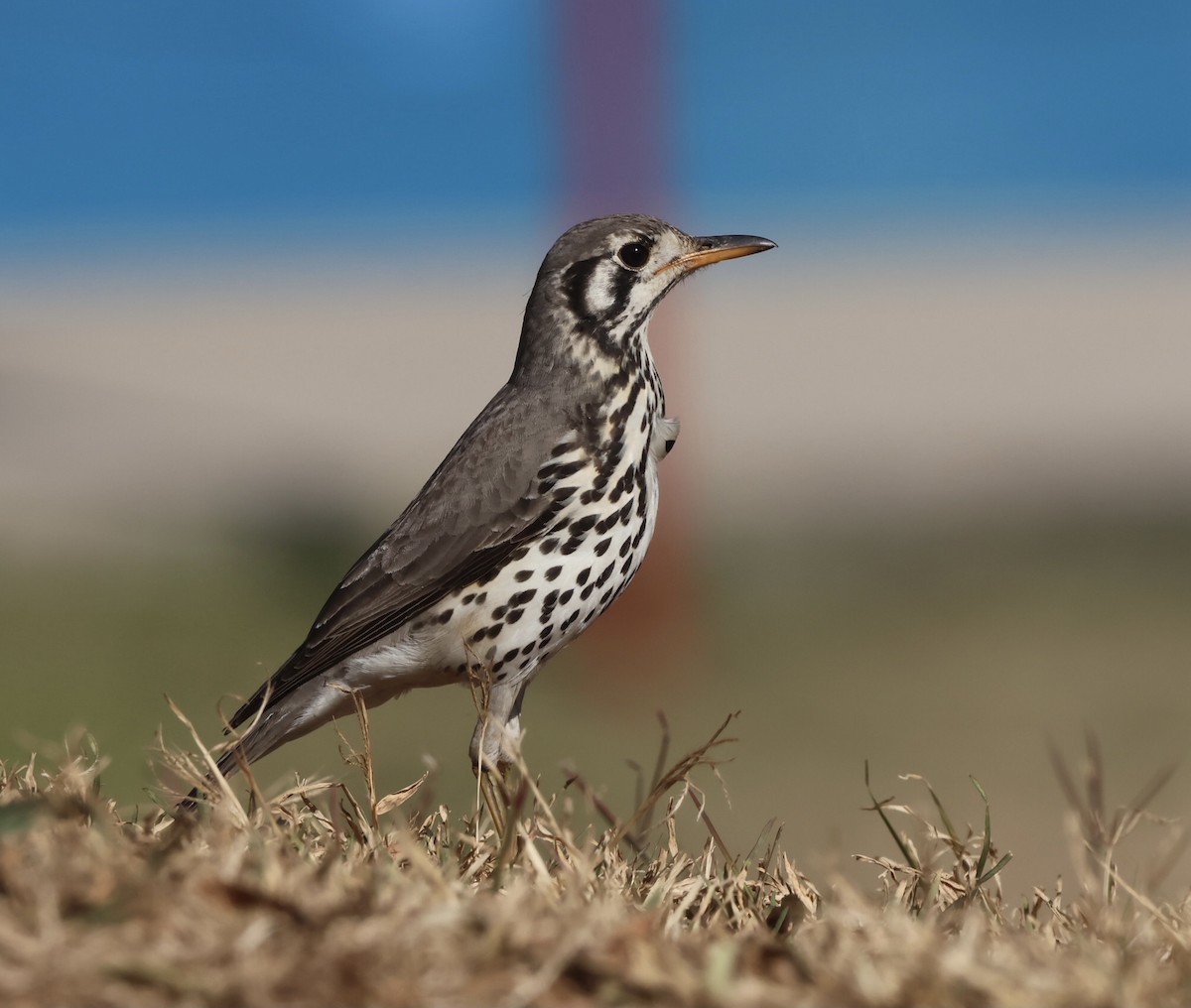 Groundscraper Thrush - ML588178191