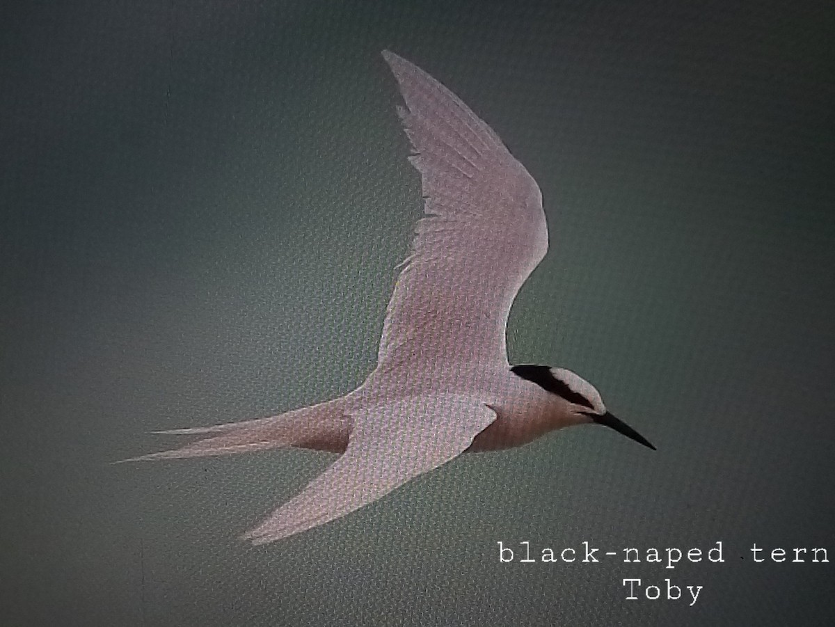 Black-naped Tern - ML588178381