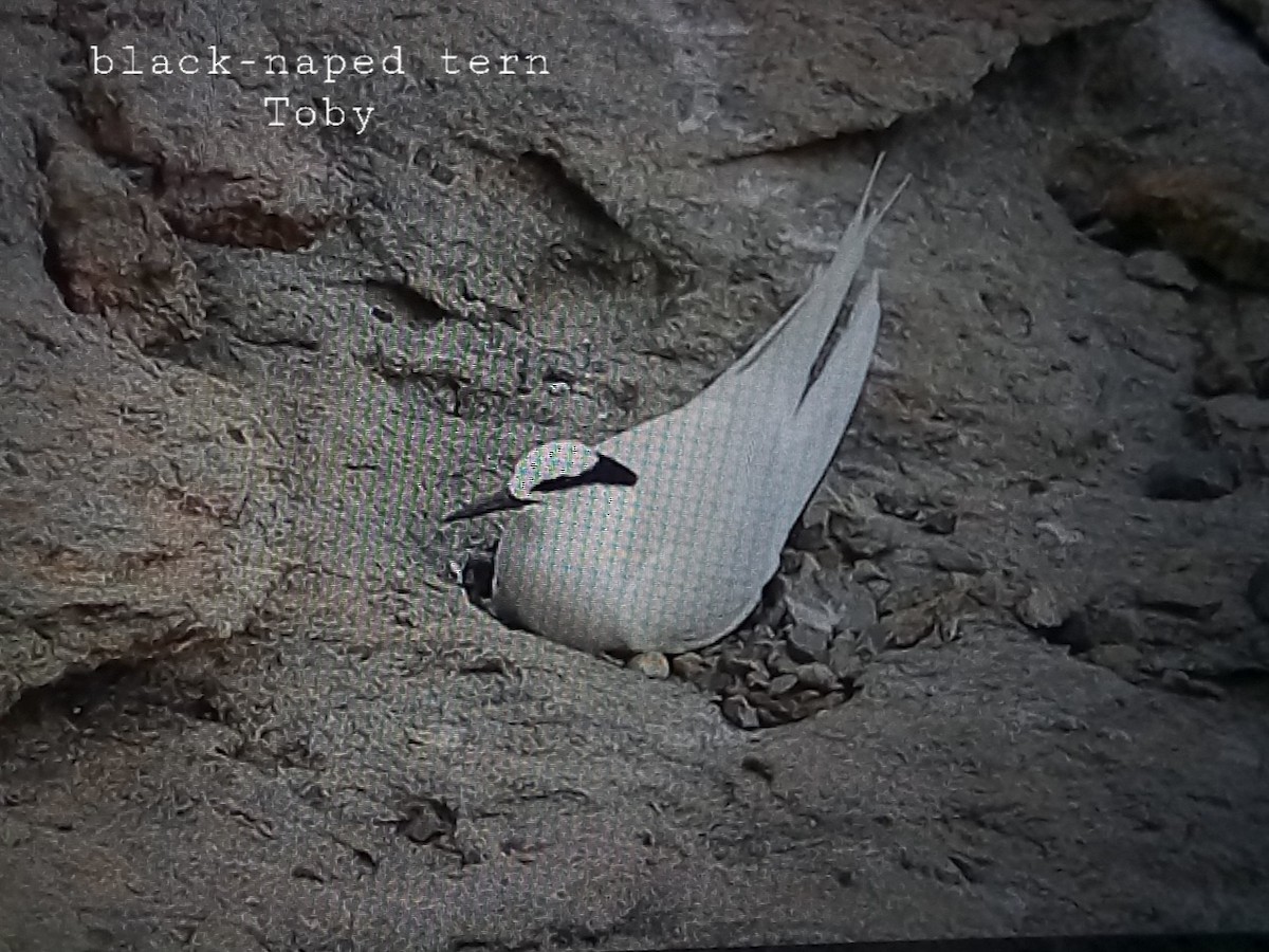 Black-naped Tern - ML588178391