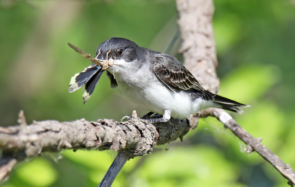 Eastern Kingbird - ML588178431