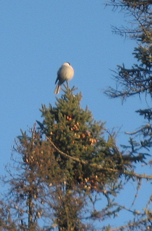 Canada Jay - ML588178521