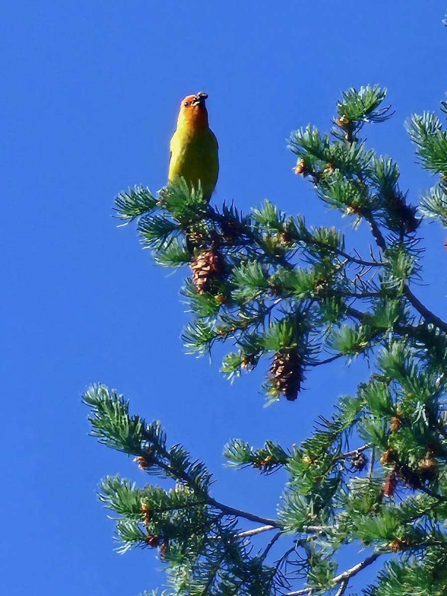 Western Tanager - Joe Chen