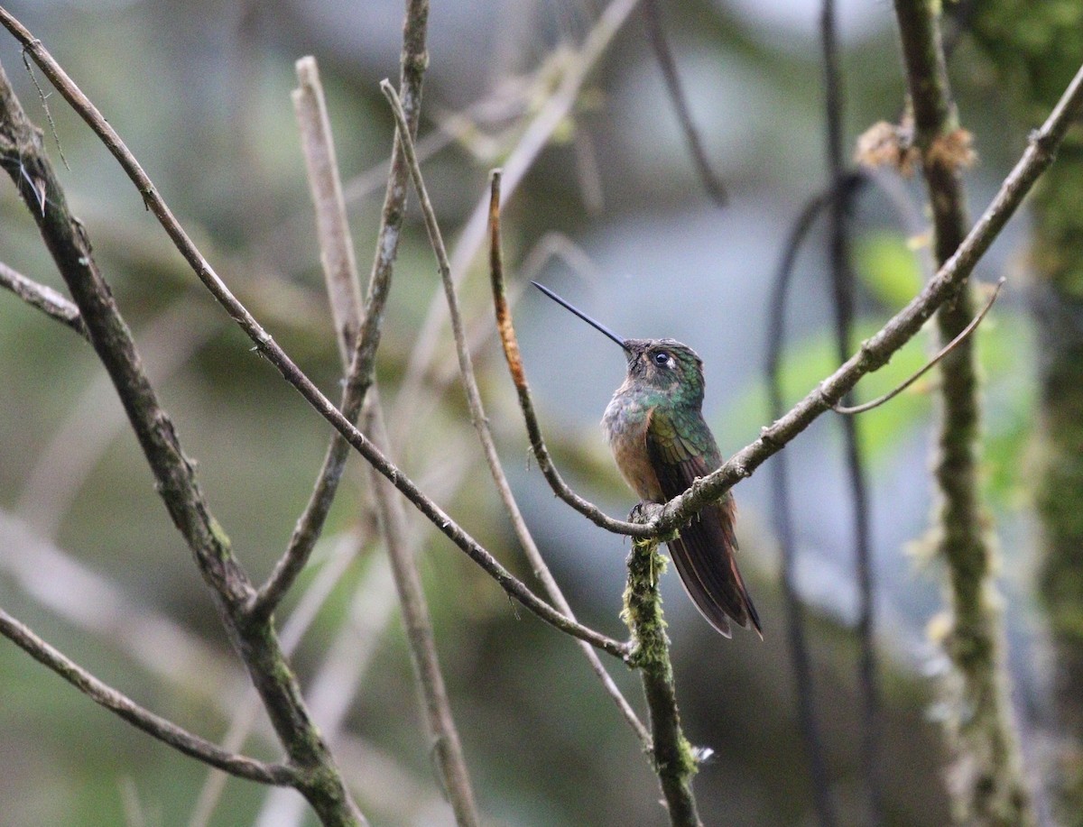 Violet-throated Starfrontlet (Bolivian) - ML588179161