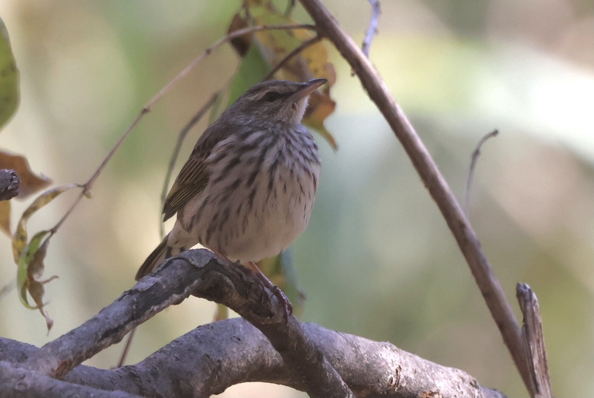 Striped Pipit - Luke Goddard