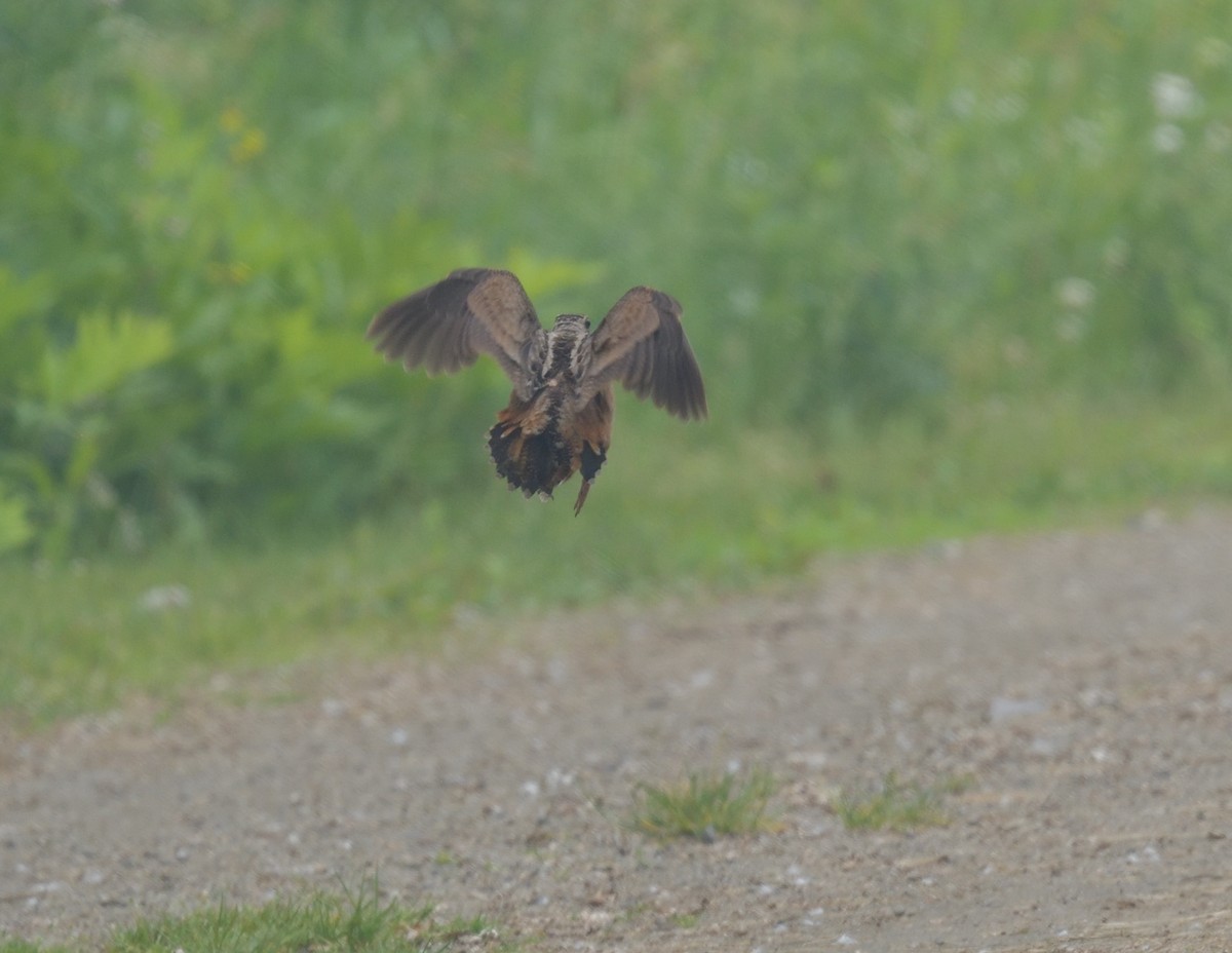 American Woodcock - ML588180351