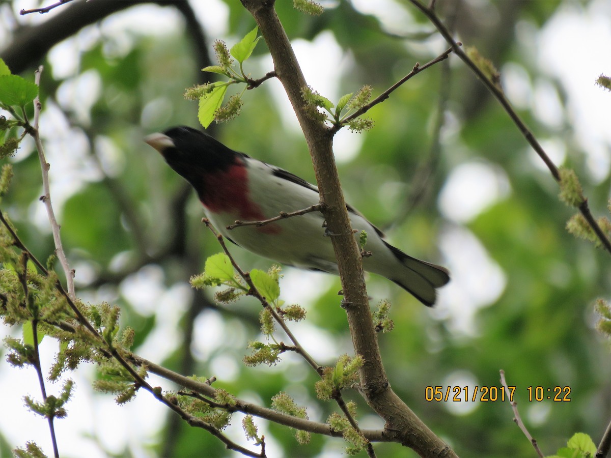 Rose-breasted Grosbeak - ML58818061