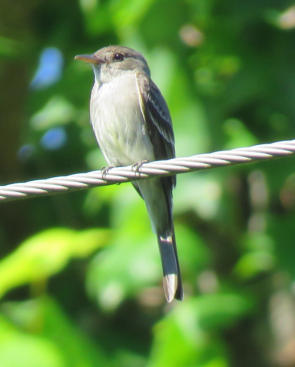 Eastern Wood-Pewee - ML588181121
