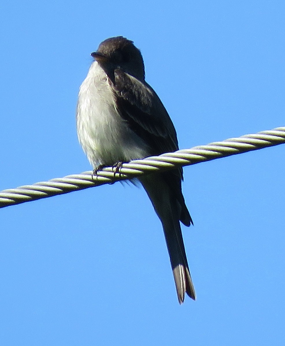 Eastern Wood-Pewee - ML588181131