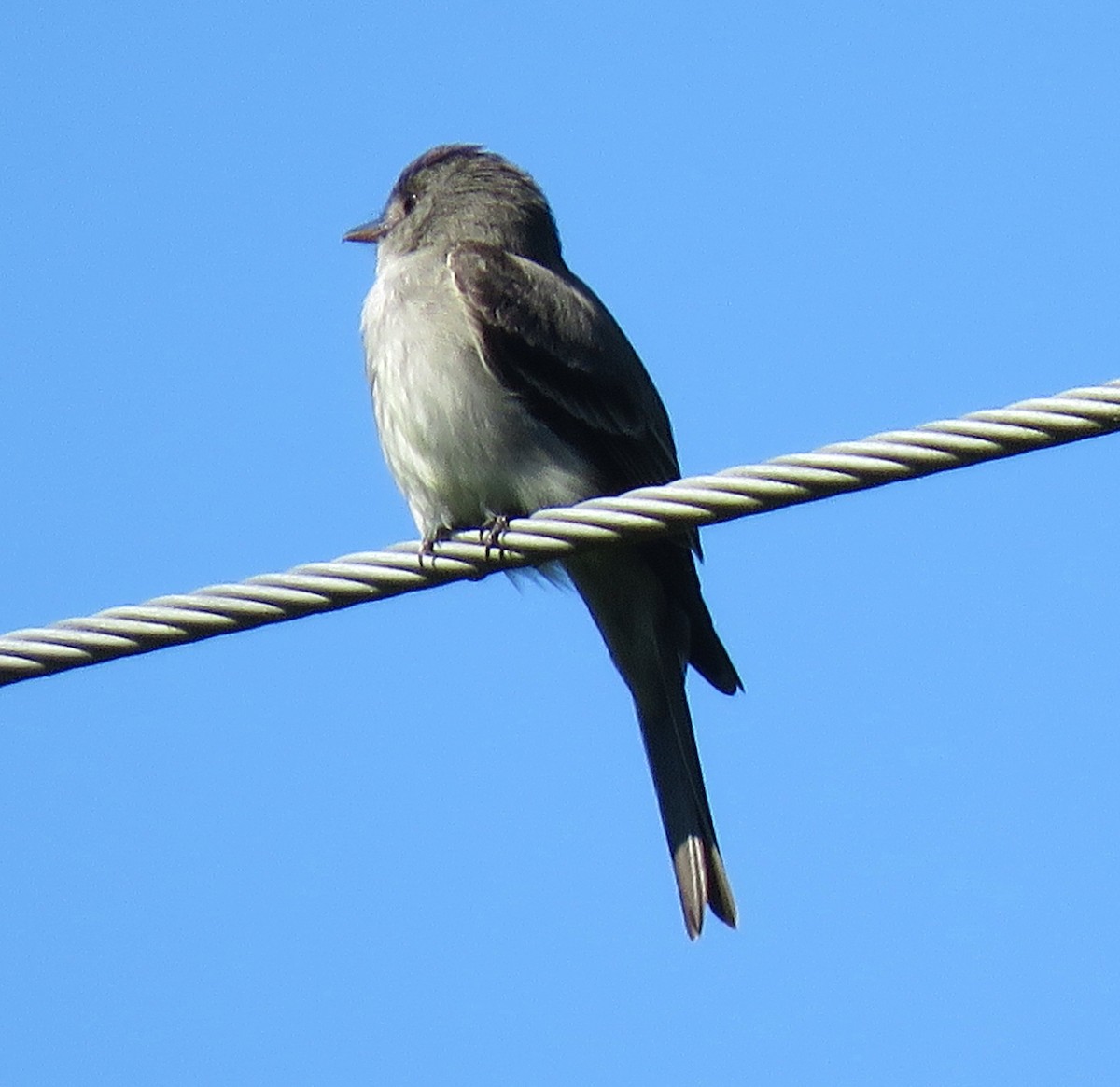 Eastern Wood-Pewee - ML588181141