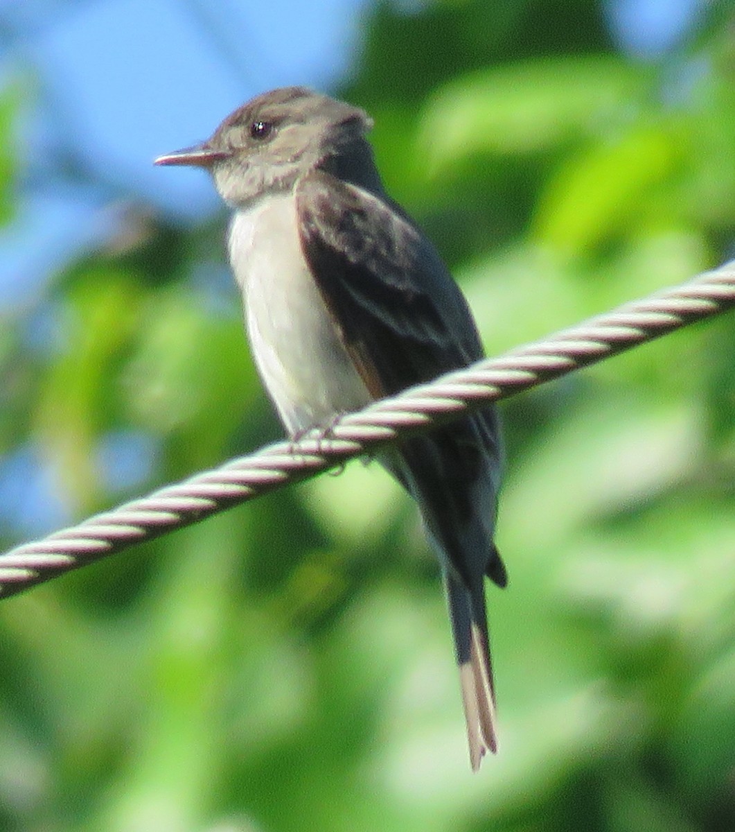 Eastern Wood-Pewee - ML588181151