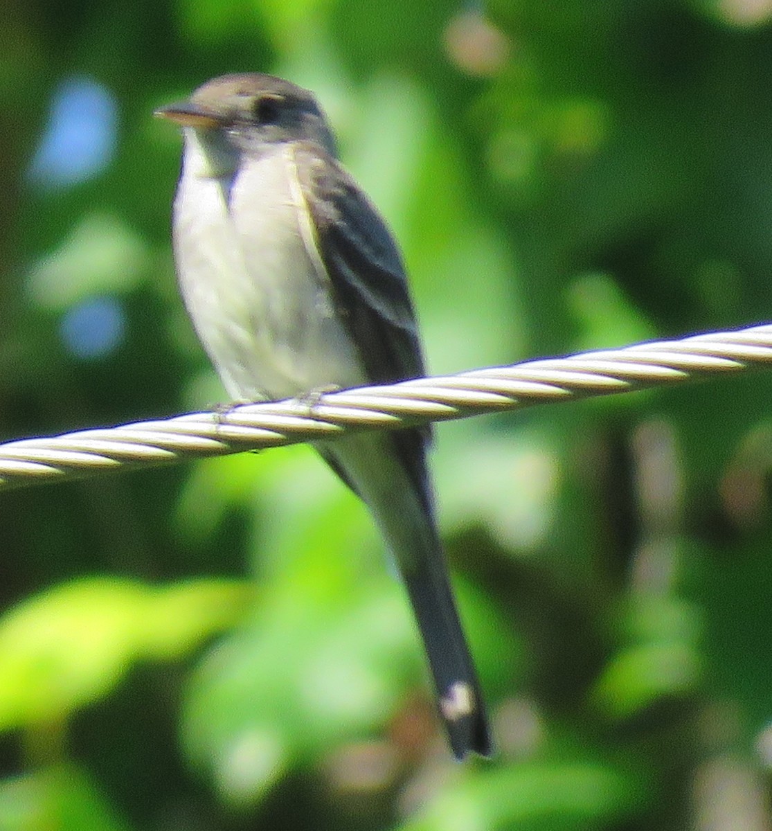 Eastern Wood-Pewee - ML588181161