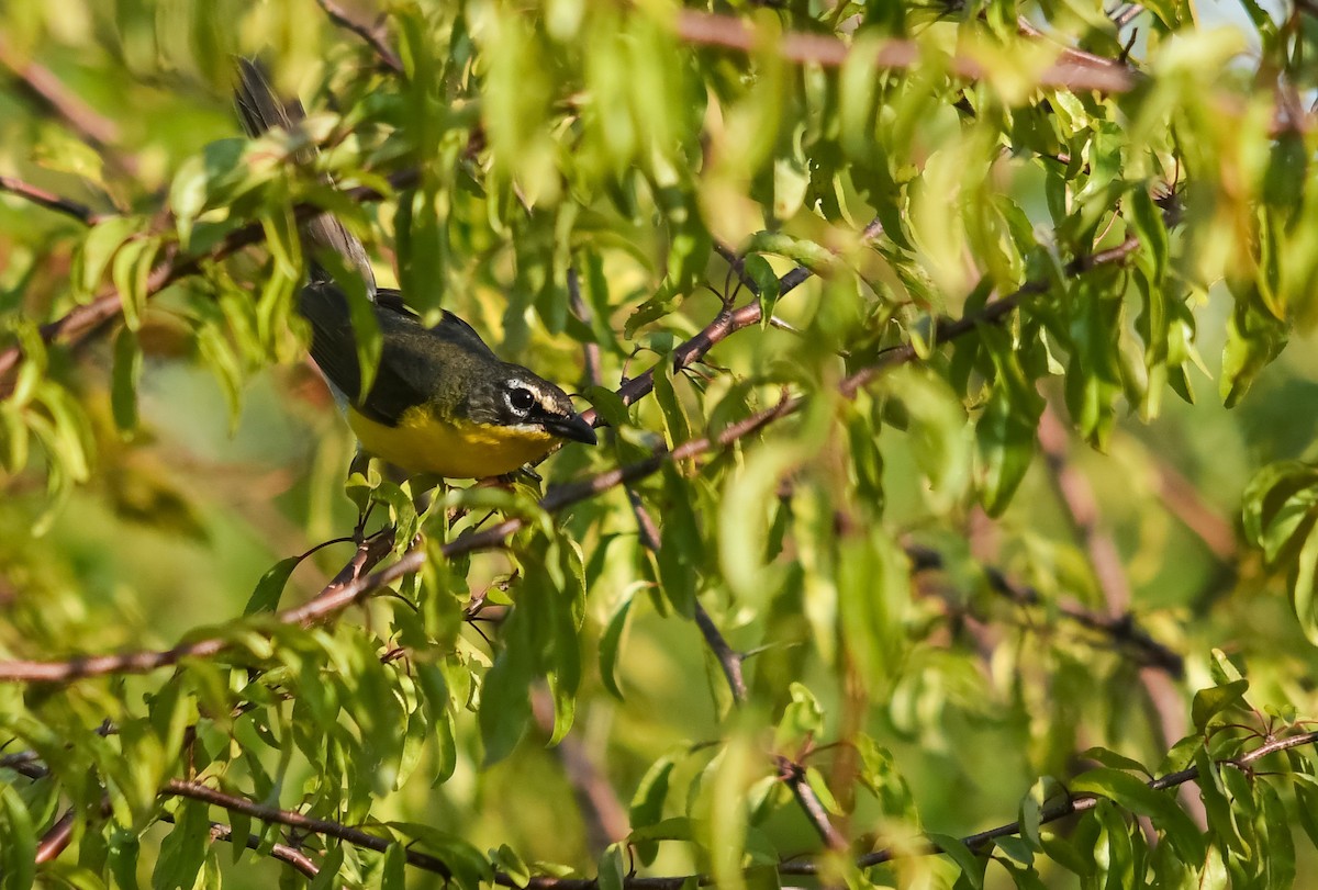 Yellow-breasted Chat - ML588181231