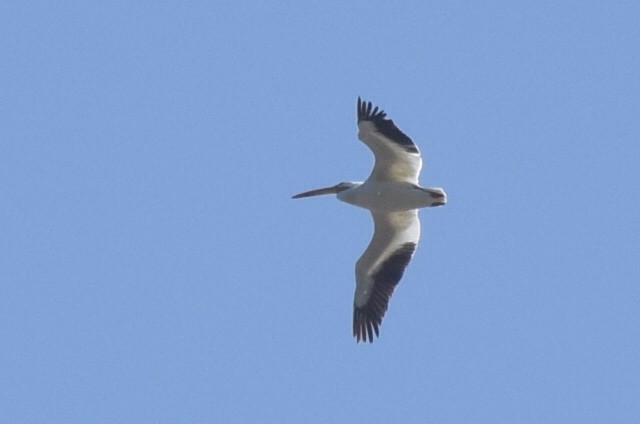 American White Pelican - ML588182251