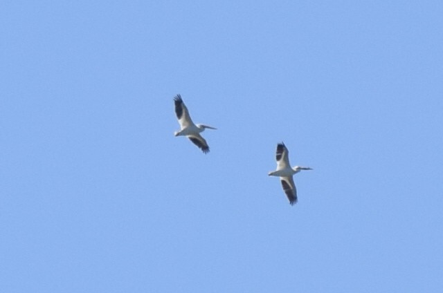 American White Pelican - ML588182281