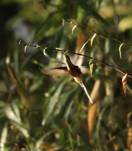 Planalto Hermit - ML588182561