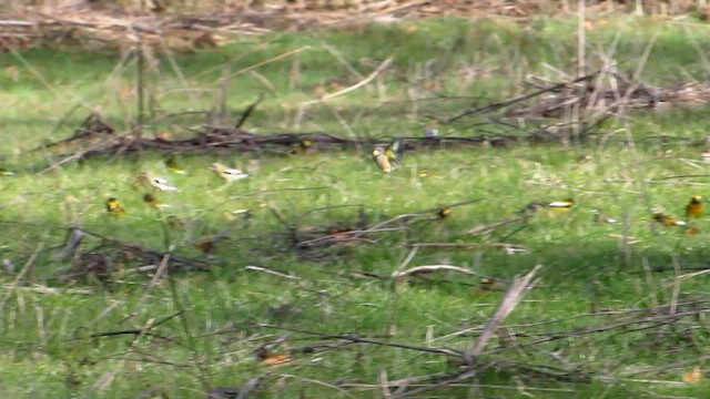 Evening Grosbeak - ML588183961