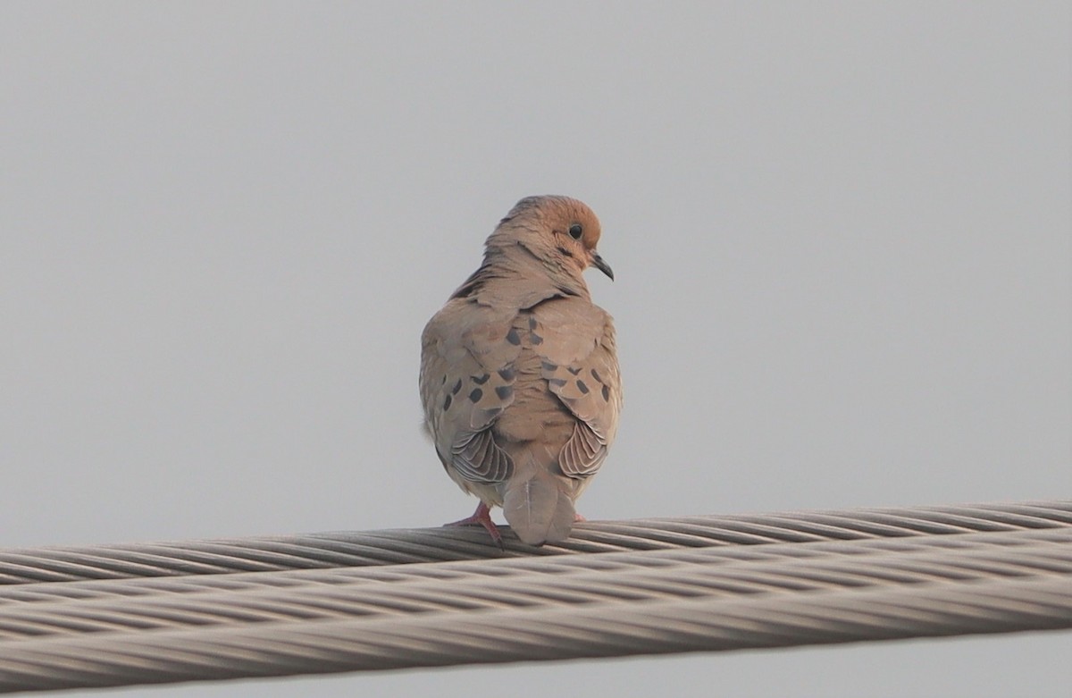 Mourning Dove - Michel Marsan