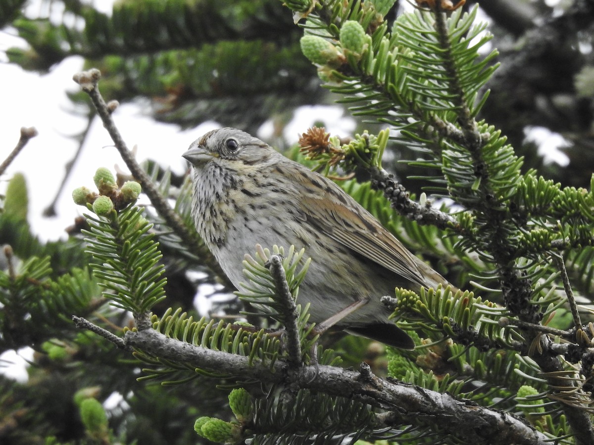 Lincoln's Sparrow - ML588186671