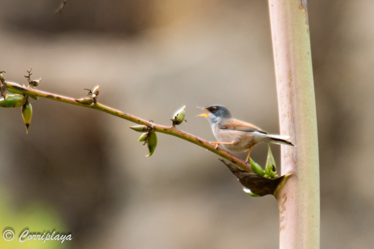 Spectacled Warbler - ML588186951