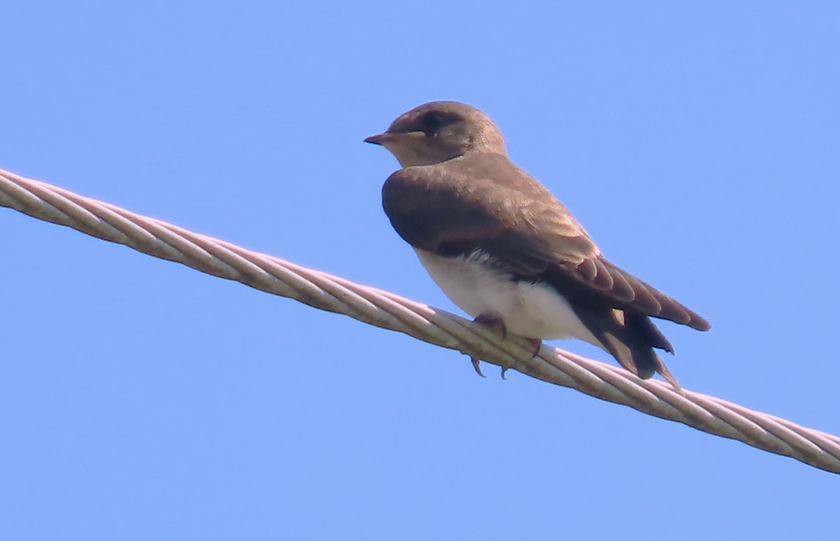 Northern Rough-winged Swallow - ML588187041