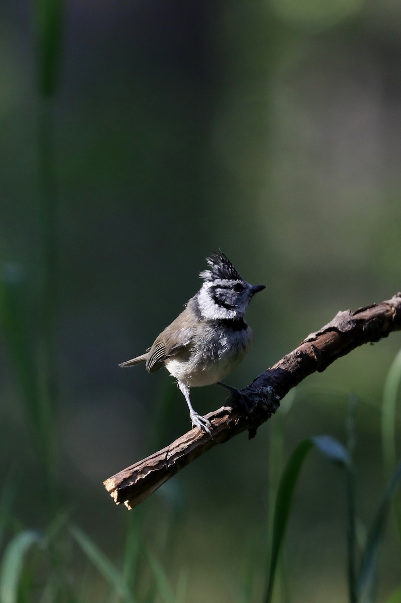 Crested Tit - Leif Hoven