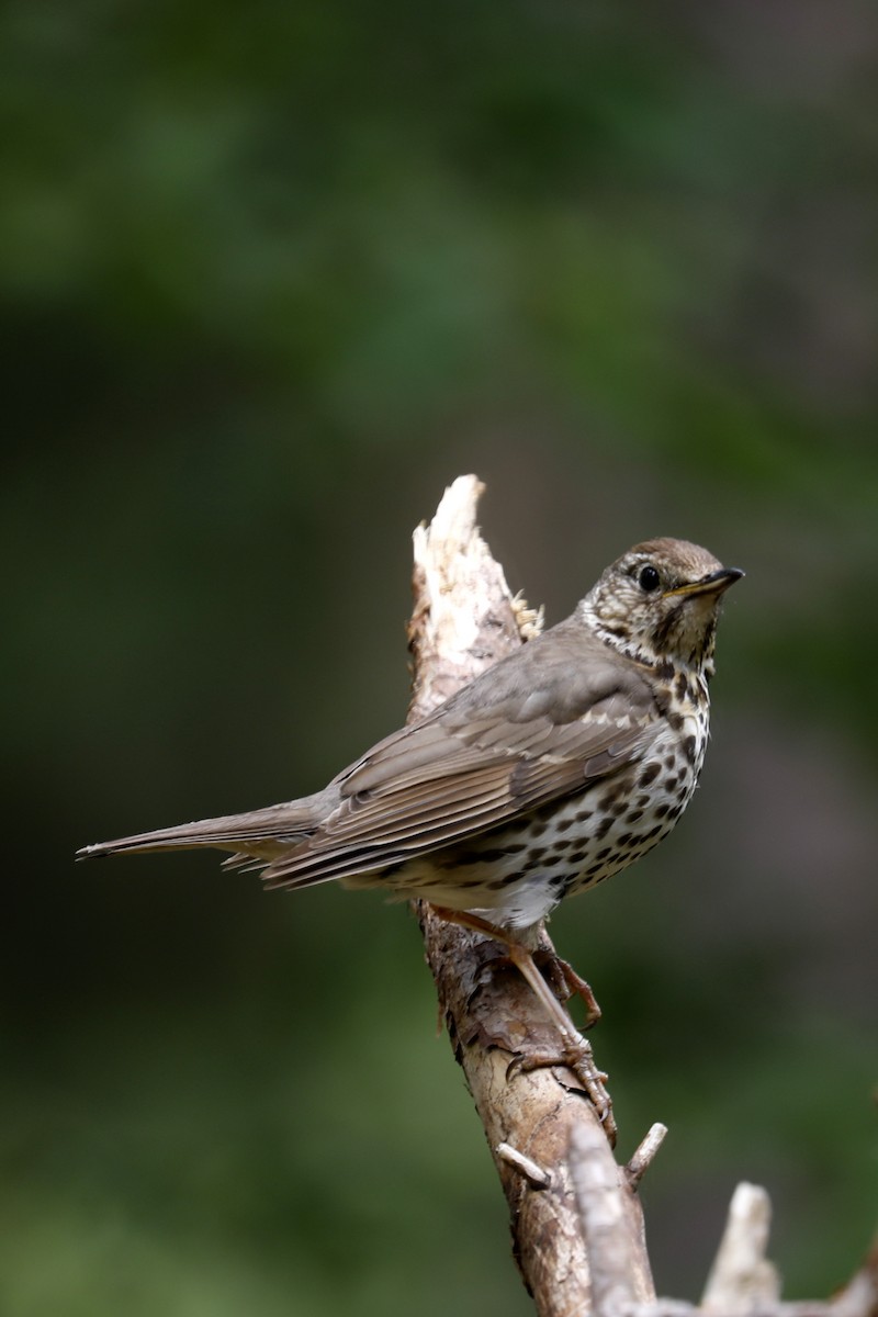 Song Thrush - Leif Hoven
