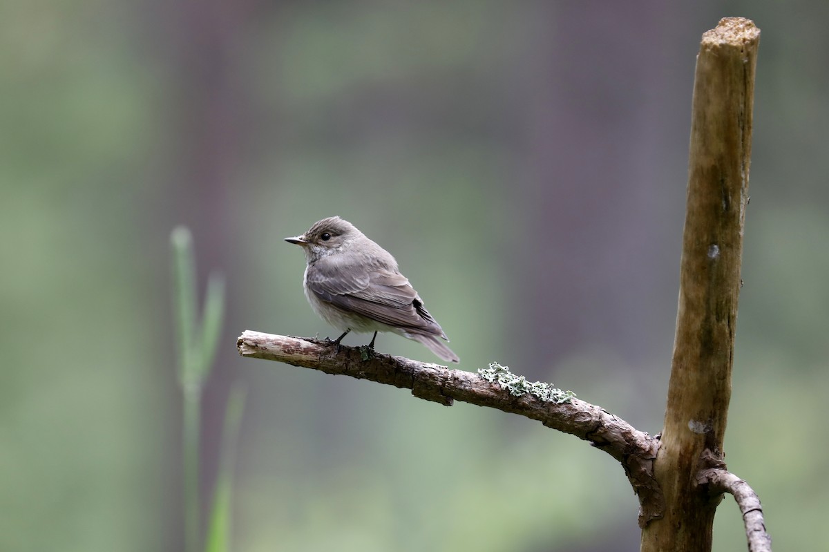 Spotted Flycatcher - Leif Hoven