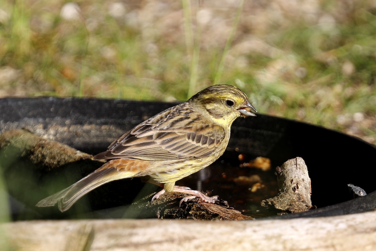 Yellowhammer - Leif Hoven