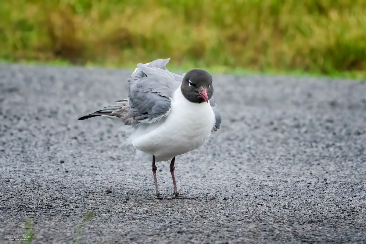 Laughing Gull - James Johnston