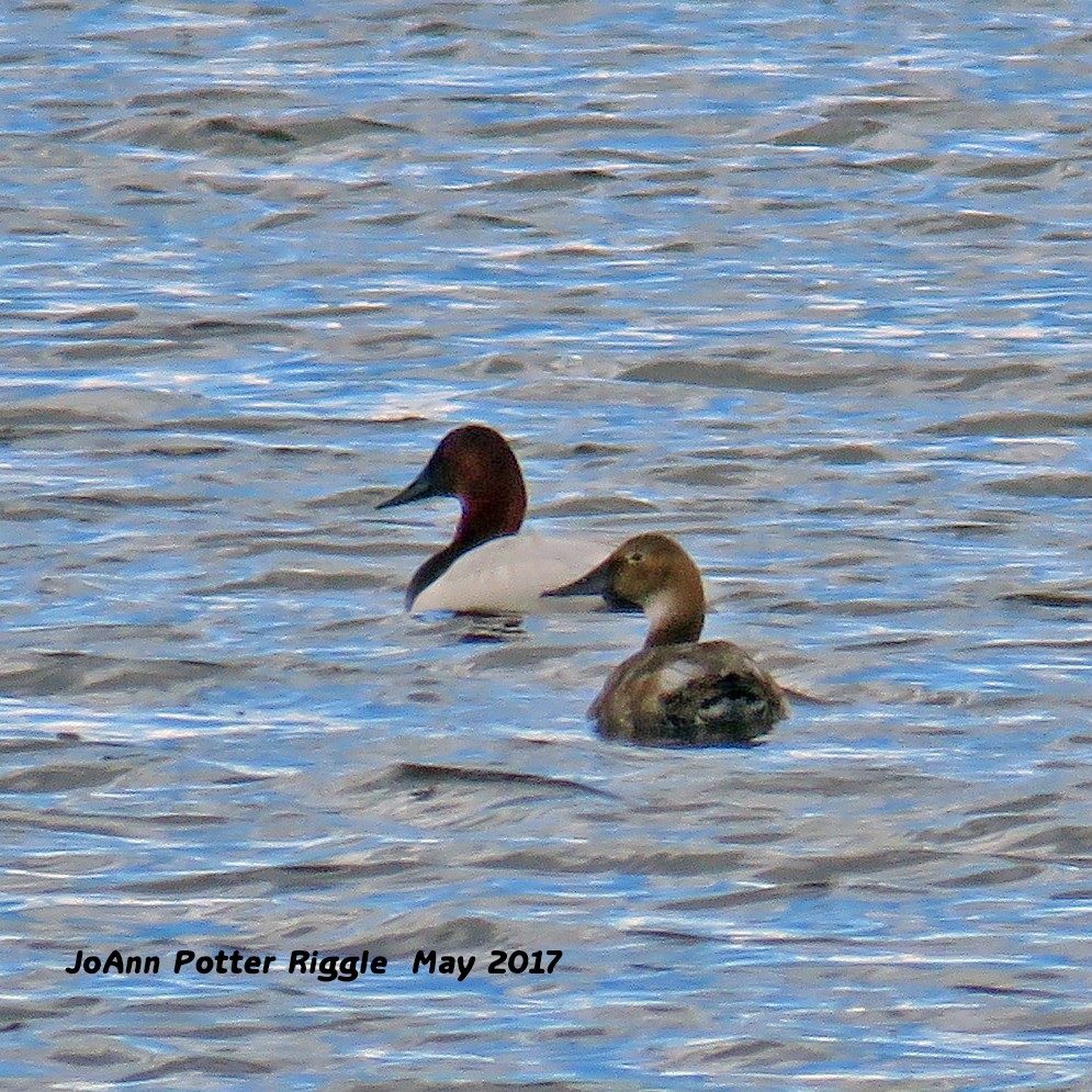 Canvasback - JoAnn Potter Riggle 🦤