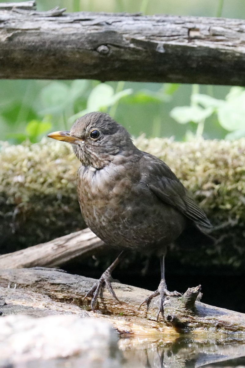 European Starling - Leif Hoven