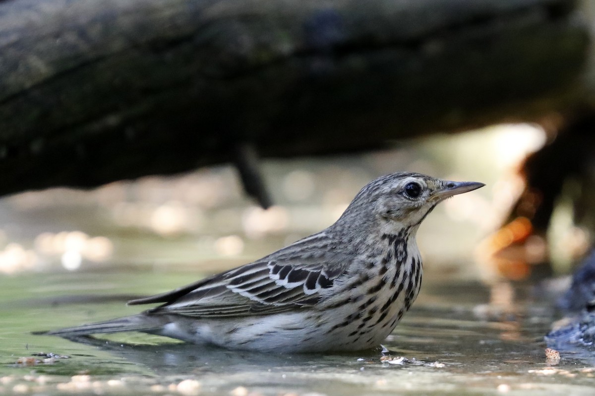 Tree Pipit - ML588188431