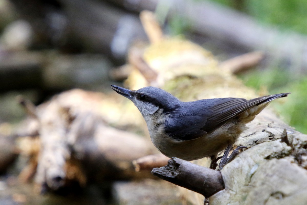 Eurasian Nuthatch - Leif Hoven