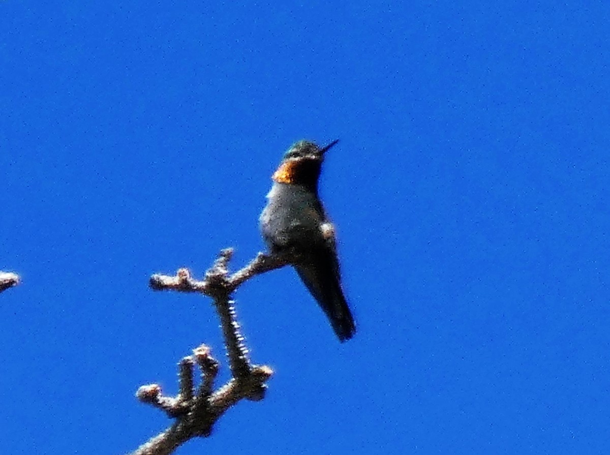 Широкохвостый колибри - ML588189191