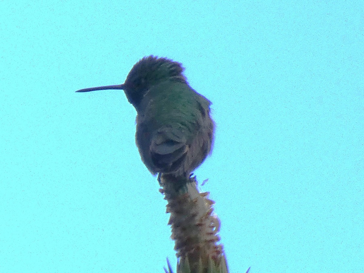 Broad-tailed Hummingbird - ML588189201