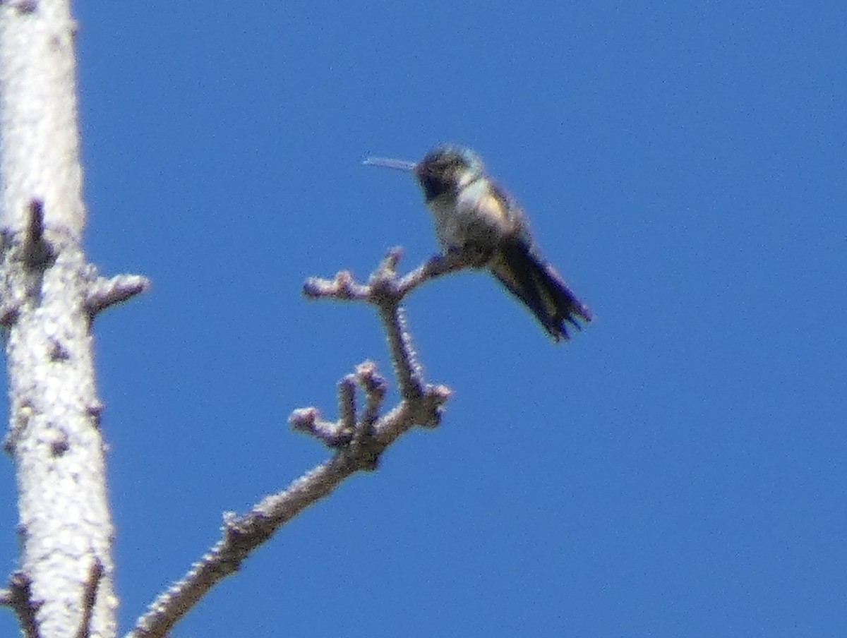 Broad-tailed Hummingbird - ML588189211