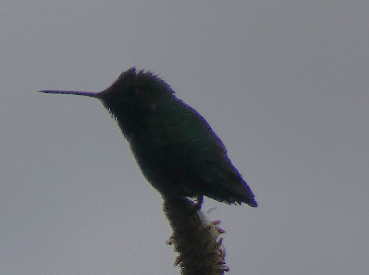 Broad-tailed Hummingbird - ML588189221