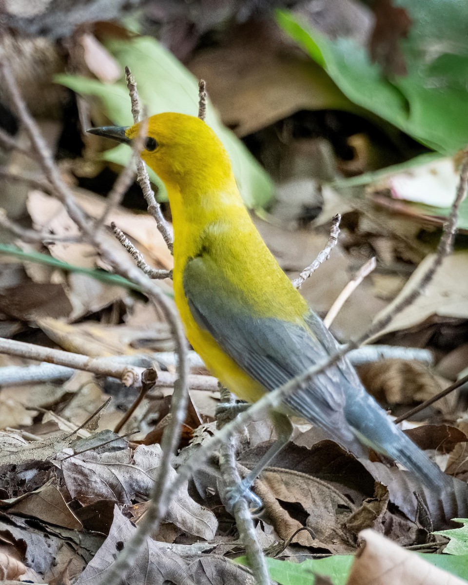 Prothonotary Warbler - ML588189701