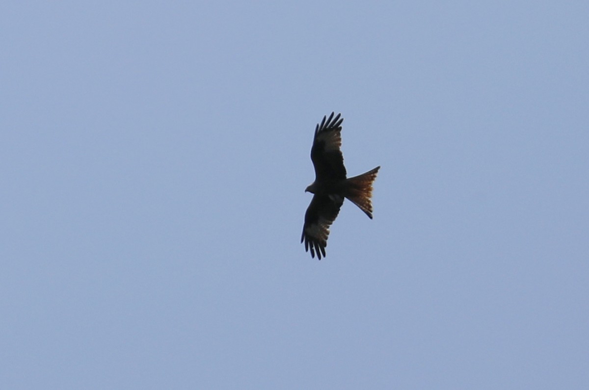 Red Kite - Leif Hoven