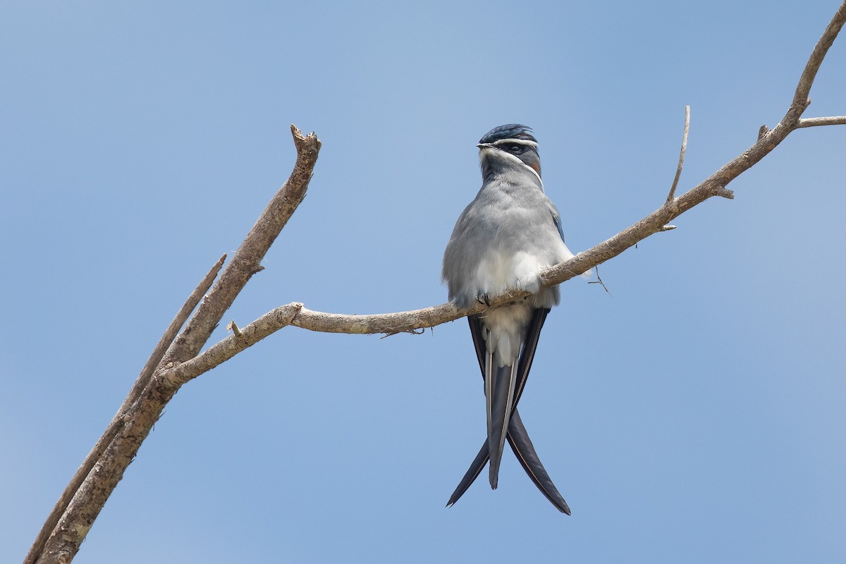 Moustached Treeswift - ML588191691