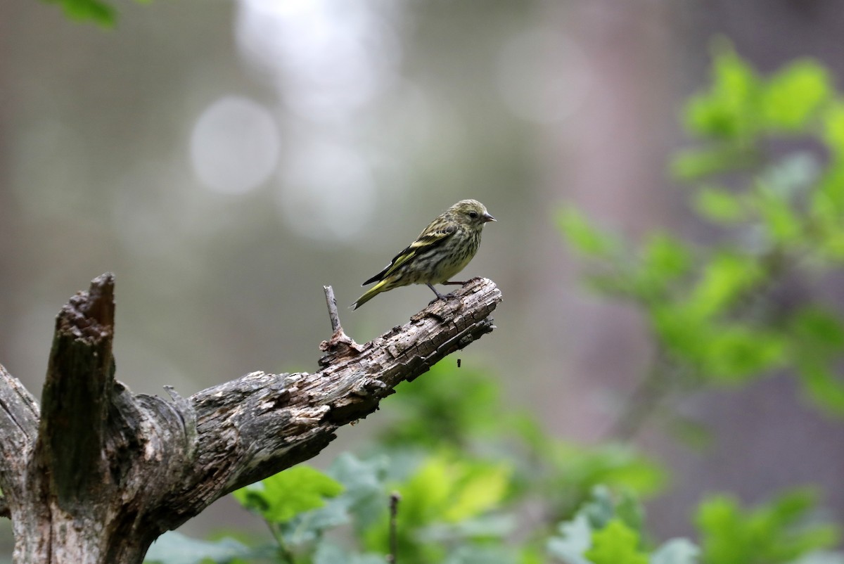 Lesser Redpoll - Leif Hoven