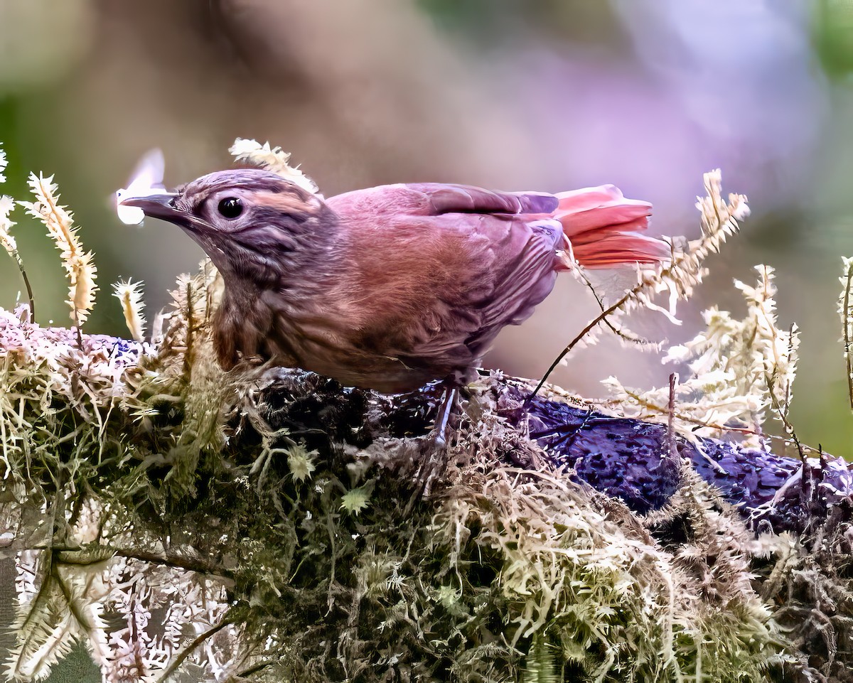 Scaly-throated Foliage-gleaner - ML588192491