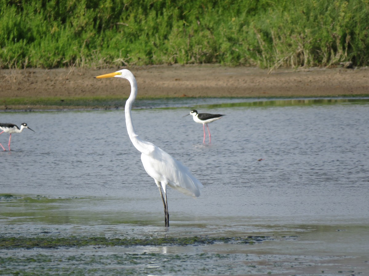 Great Egret - ML58819271