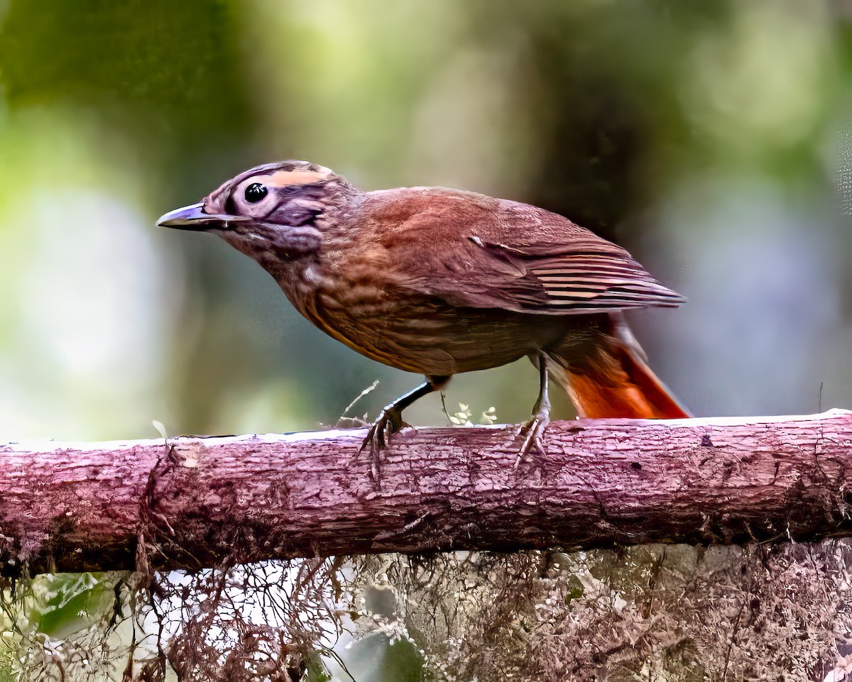 Scaly-throated Foliage-gleaner - ML588192751