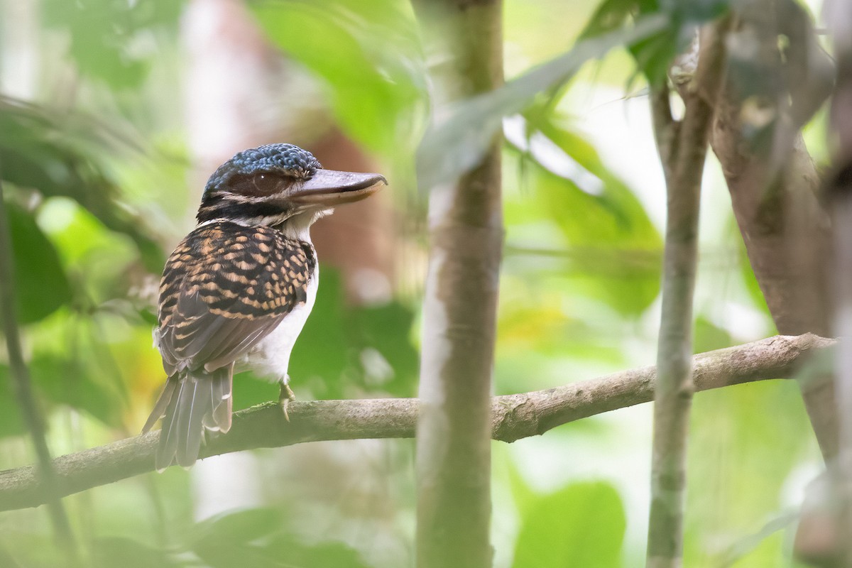 Hook-billed Kingfisher - ML588193181