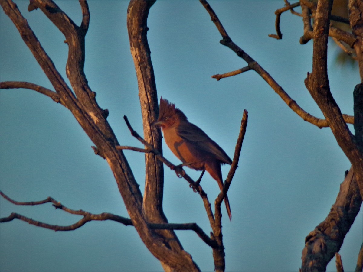 Brown Cacholote - Joaquín  Casari