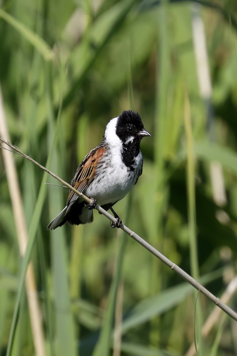 Reed Bunting - Leif Hoven