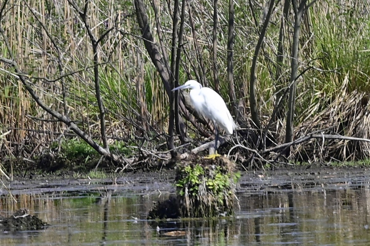 Little Egret - ML588193981